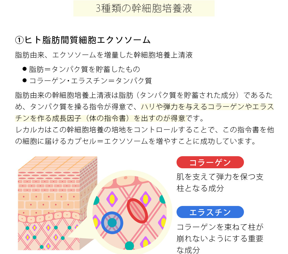 3種類の幹細胞培養液 ①ヒト脂肪間質細胞エクソソーム 脂肪由来、エクソソームを増量した幹細胞培養上清液　● 脂肪＝タンパク質を貯蓄したもの　● コラーゲン・エラスチン＝タンパク質 脂肪由来の幹細胞培養上清液は脂肪（タンパク質を貯蓄された成分）であるため、タンパク質を操る指令が得意で、ハリや弾力を与えるコラーゲンやエラスチンを作る成長因子（体の指令書）を出すのが得意です。
レカルカはこの幹細胞培養の培地をコントロールすることで、この指令書を他の細胞に届けるカプセル＝エクソソームを増やすことに成功しています。 コラーゲン 肌を支えて弾力を保つ支柱となる成分 エラスチン コラーゲンを束ねて柱が崩れないようにする重要な成分